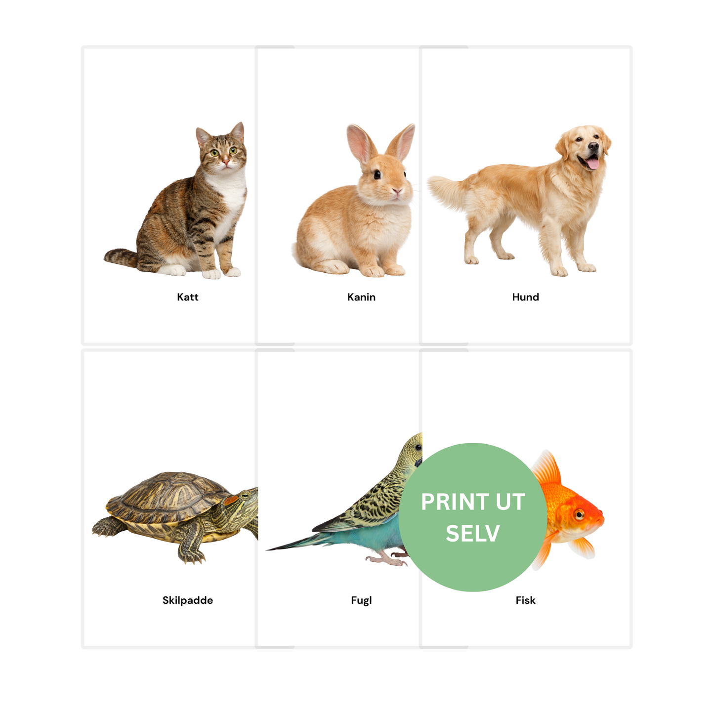 Kjæledyr – 8 flashcards