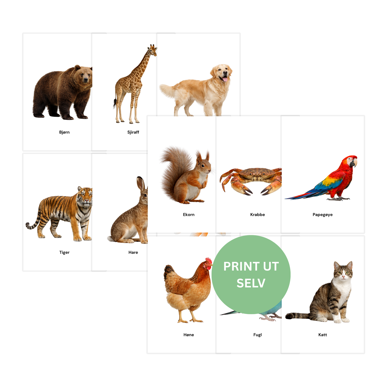 Komplett dyrepakke - 64 flashcards