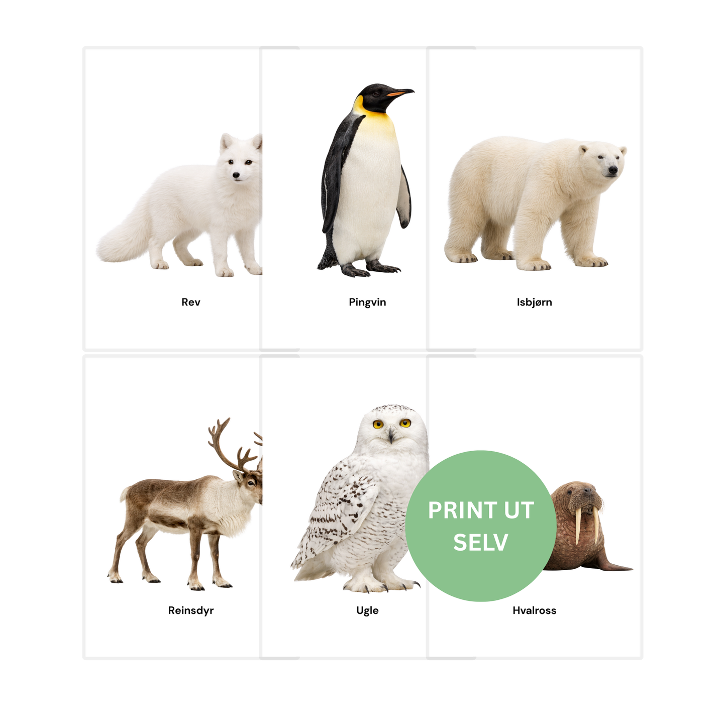 Dyrene i Arktis – 8 flashcards