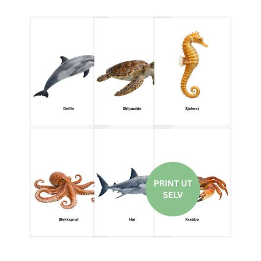 Dyrene i havet – 8 flashcards