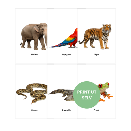 Dyrene i jungelen – 8 flashcards