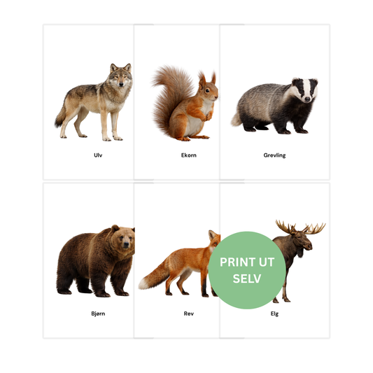Dyrene i skogen – 8 flashcards
