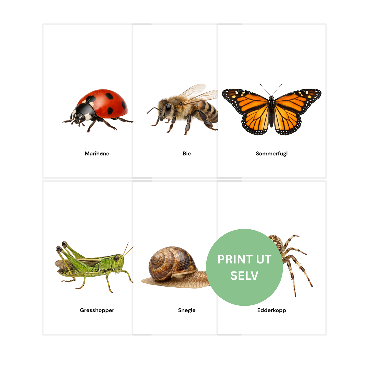 Insekter og småkryp – 8 flashcards